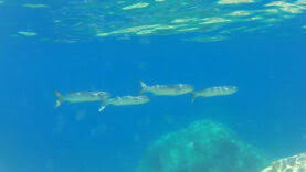 Image result for Chelon dumerili