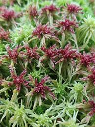 Attēlu rezultāti vaicājumam “Sphagnum russowii”