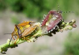 Attēlu rezultāti vaicājumam “Carpocoris purpureipennis”