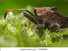 Attēlu rezultāti vaicājumam “Picromerus bidens”