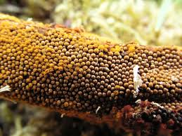 Attēlu rezultāti vaicājumam “Trichia scabra”