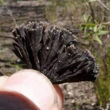 Attēlu rezultāti vaicājumam “Thelephora penicillata”