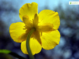 Attēlu rezultāti vaicājumam “Ranunculus cassubicus flower”