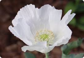 Image result for Papaver somniferum White Cloud