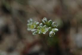 Attēlu rezultāti vaicājumam “Scleranthus perennis bud”