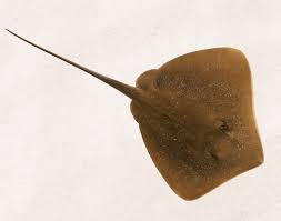 Image result for Hypanus sabinus