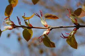 Attēlu rezultāti vaicājumam “Cercidiphyllum japonicum flower”