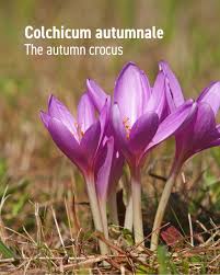 Attēlu rezultāti vaicājumam “Colchicum autumnale”