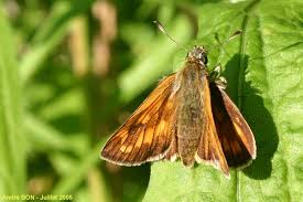 Attēlu rezultāti vaicājumam “Ochlodes sylvanus underside”