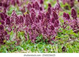 Attēlu rezultāti vaicājumam “Petasites hybridus flower”