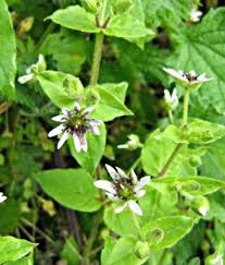 Attēlu rezultāti vaicājumam “Microbotryum tragopogonis - pratensis”