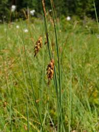 Attēlu rezultāti vaicājumam “Carex limosa”