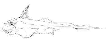 Image result for Hydrolagus colliei