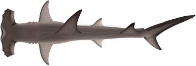 Image result for Sphyrna mokarran