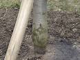 Grafting - Wikipedia, the free encyclopedia