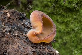 Attēlu rezultāti vaicājumam “Peziza vesiculosa”