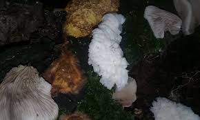 Attēlu rezultāti vaicājumam “Fuligo leviderma macro”