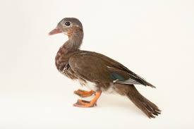 Attēlu rezultāti vaicājumam “Aix galericulata male”