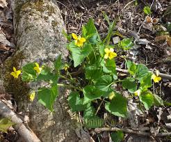 Attēlu rezultāti vaicājumam “Viola uliginosa bud”