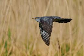 Attēlu rezultāti vaicājumam “Cuculus canorus”