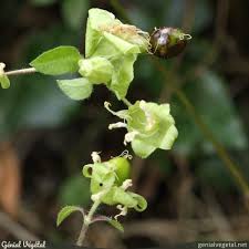 Attēlu rezultāti vaicājumam “Silene baccifera fruit”