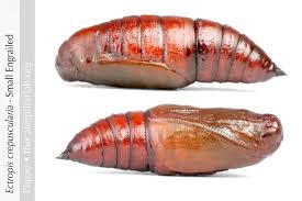 Attēlu rezultāti vaicājumam “Ectropis crepuscularia”