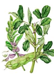 Attēlu rezultāti vaicājumam “Vicia faba leaf”