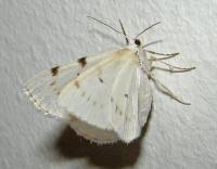 Attēlu rezultāti vaicājumam “Lomographa bimaculata”