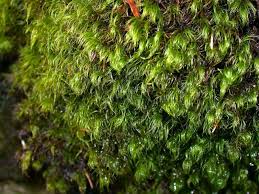 Attēlu rezultāti vaicājumam “Dicranodontium denudatum”