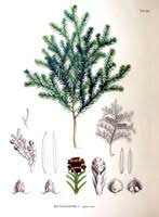 Attēlu rezultāti vaicājumam “Rhabdoweisia fugax”