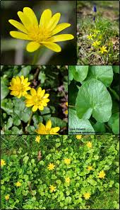 Attēlu rezultāti vaicājumam “Ficaria verna flower”