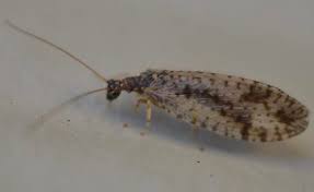 Attēlu rezultāti vaicājumam “Hemerobiidae”