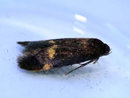 Attēlu rezultāti vaicājumam “Borkhausenia minutella”