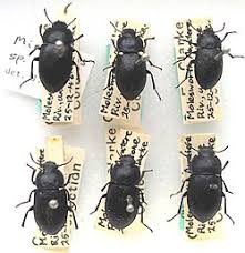 Attēlu rezultāti vaicājumam “Bolitophagus reticulatus larva”