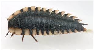 Attēlu rezultāti vaicājumam “Silpha obscura larva”