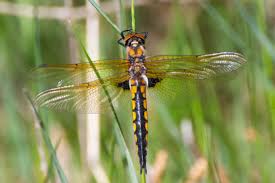 Attēlu rezultāti vaicājumam “Epitheca bimaculata”