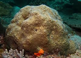 Attēlu rezultāti vaicājumam “Cetrelia sp.”