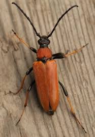 Attēlu rezultāti vaicājumam “Leptura rubra”