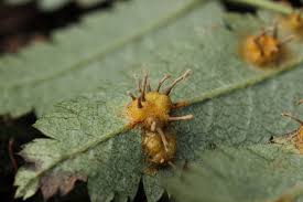 Attēlu rezultāti vaicājumam “Gymnosporangium cornutum”