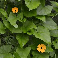 Image result for Thunbergia alata