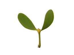 Attēlu rezultāti vaicājumam “Viscum album leaf”