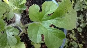 Attēlu rezultāti vaicājumam “Citrullus lanatus leaf”