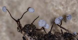 Attēlu rezultāti vaicājumam “Didymium aggregatum”