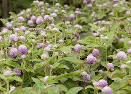 Image result for Kugelamarant