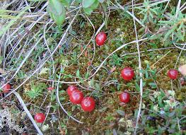 Attēlu rezultāti vaicājumam “Oxycoccus microcarpus”