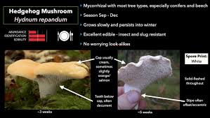 Attēlu rezultāti vaicājumam “Hydnum repandum”
