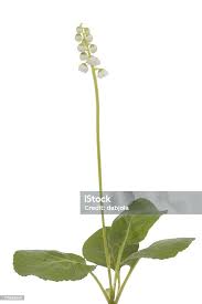 Attēlu rezultāti vaicājumam “Pyrola rotundifolia leaf”