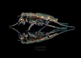 Attēlu rezultāti vaicājumam “Cicindela hybrida”