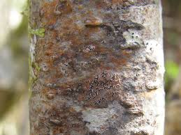 Attēlu rezultāti vaicājumam “Opegrapha rufescens”