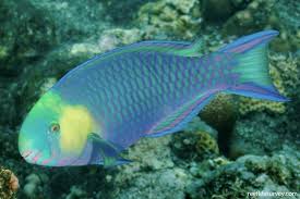 Image result for Scarus trispinosus